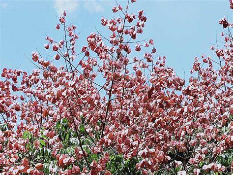 有香味的樹木|《小檔案》苦楝樹：春天開花、有香味的本土樹種